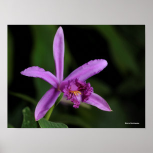 Poster Sobralia Bouchei