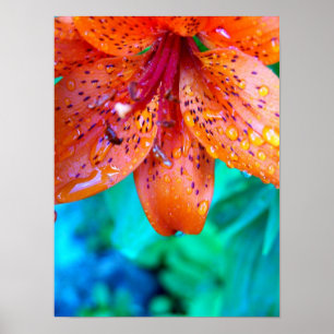 Póster sobras da chuva do verão