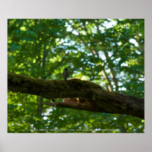 Poster Sobreposição de Floresta