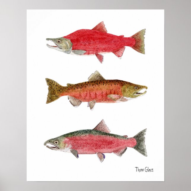 Poster Sockeye,Chinook,Coho Salmão (Frente)