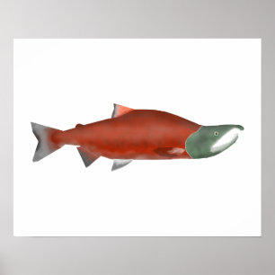 Poster Sockeye Salmon - Fase de desova