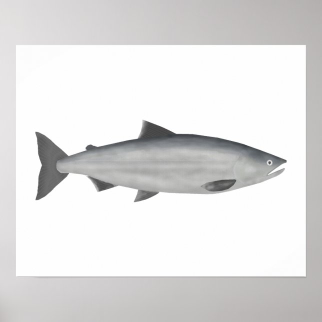 Poster Sockeye Salmon - Fase Oceânica (Frente)