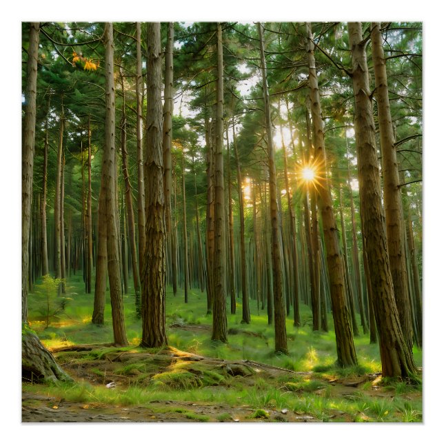 Póster Sol através das árvores (Frente)