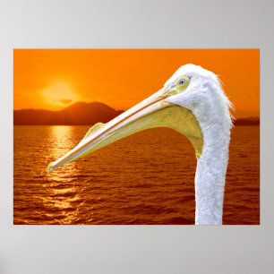 Poster Sol branco-americano Pelicano em Corfu