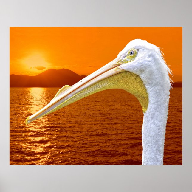 Poster Sol branco-americano Pelicano em Corfu (Frente)
