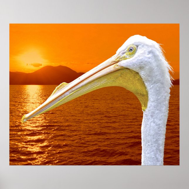 Poster Sol branco-americano Pelicano em Corfu (Frente)