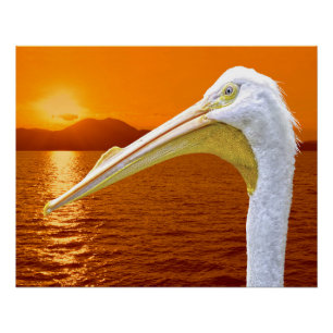 Póster Sol branco-americano Pelicano em Corfu