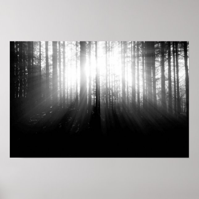 Poster Sol brilhando por árvores na floresta (Frente)