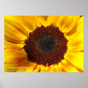 Póster Sol girassol