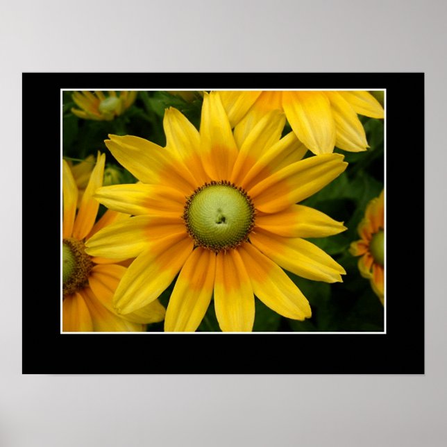 Poster Sol II (Frente)