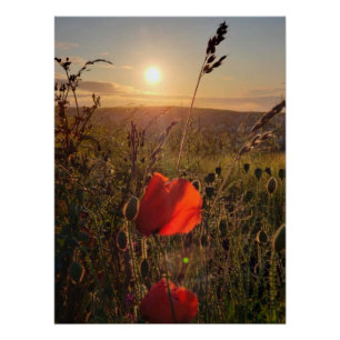 Póster Sol preguiçoso sobre papoilas vermelhas no campo