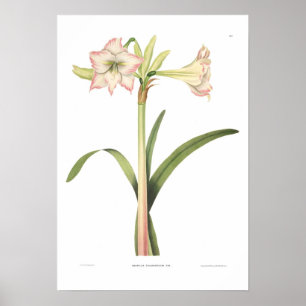 Poster Solandriflora do Amaryllis