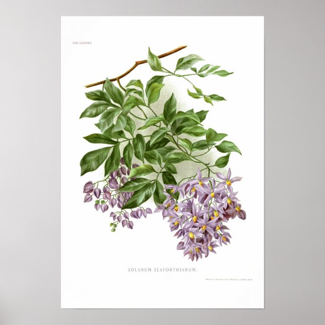 Póster Solanum seacontianum (Frente)