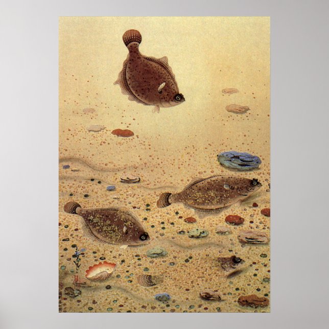 Poster Solhas ou Peixes Chatos, Vida Marinha Oceânica Vin (Frente)