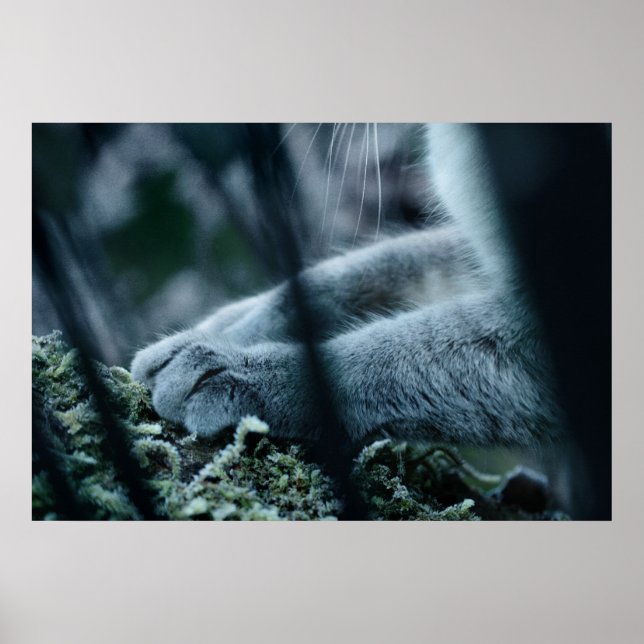 Póster Solicitação no Velvet (Frente)