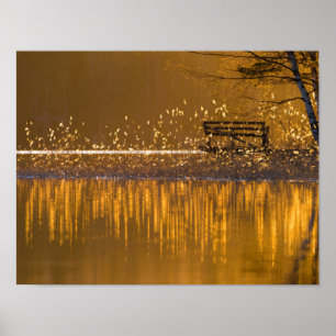 Poster Solitário corrido pelo lago à luz do ouro