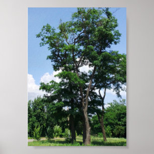 Poster Solitário robinia pseudo-acácia sob o céu azul