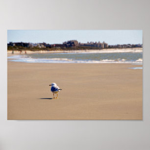 Póster Solitário Seagull na praia de Kiawah Island
