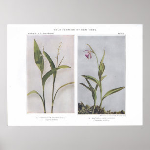 Poster Solomon's-Selo Três-Com folhas - trifolia de