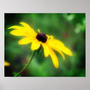 Poster Solteiro Black Eyed Susan Daisy Flower