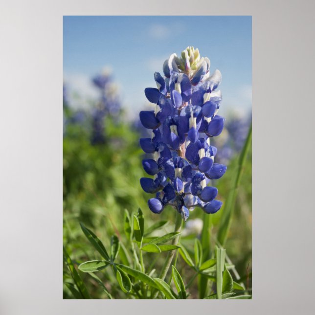 Poster solteiro Bluebonnet Texas (Frente)