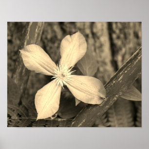 Poster Solteiro Clematis Flower Sepia Tint