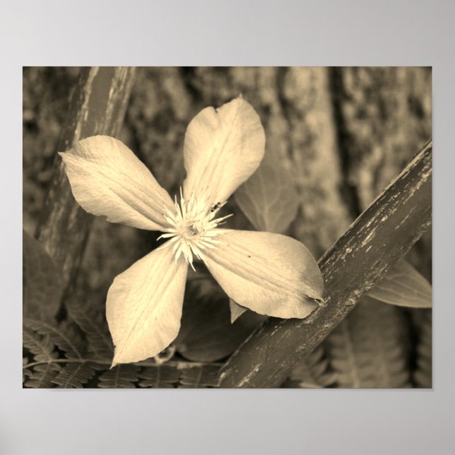 Poster Solteiro Clematis Flower Sepia Tint (Frente)