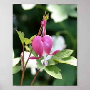Poster Solteiro Cor-de-rosa com hemorragia