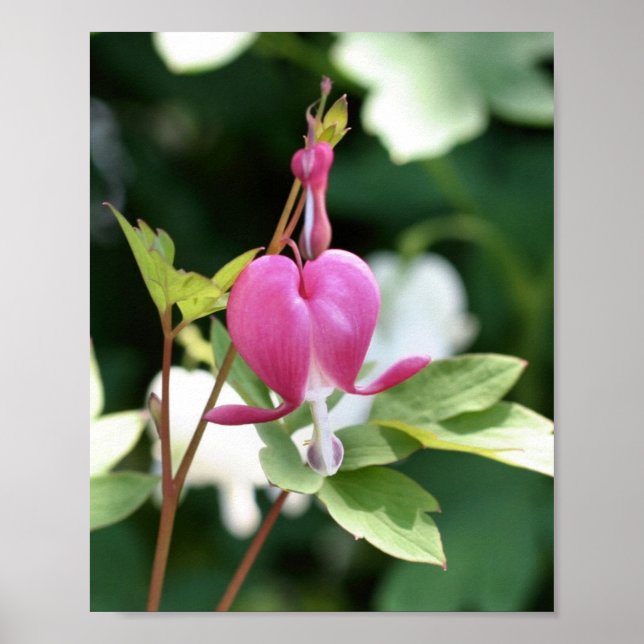 Poster Solteiro Cor-de-rosa com hemorragia (Frente)