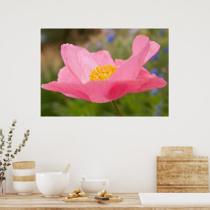 Poster Solteiro Cor-de-rosa Fotografia com cópia de segu