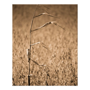 Póster Solteiro Cornstalk no campo