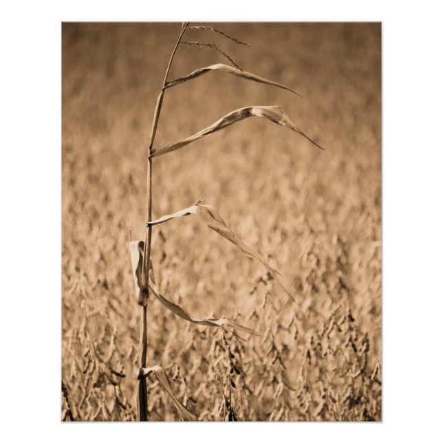 Póster Solteiro Cornstalk no campo (Frente)