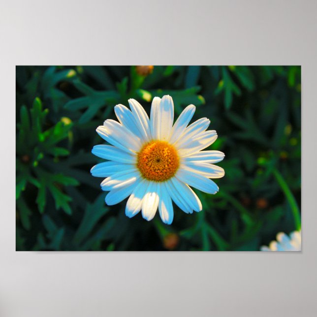 Poster Solteiro Daisy (Frente)