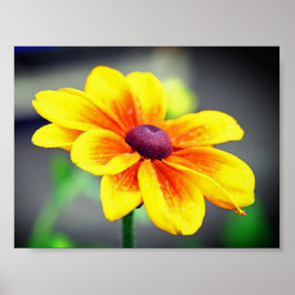 Poster Solteiro Elegante Laranja Amarelo Dahlia Flor