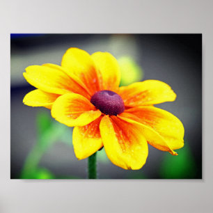 Poster Solteiro Elegante Laranja Amarelo Dahlia Flor