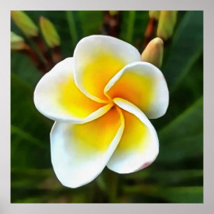Poster Solteiro Frangipani Blossom Realismo Arte