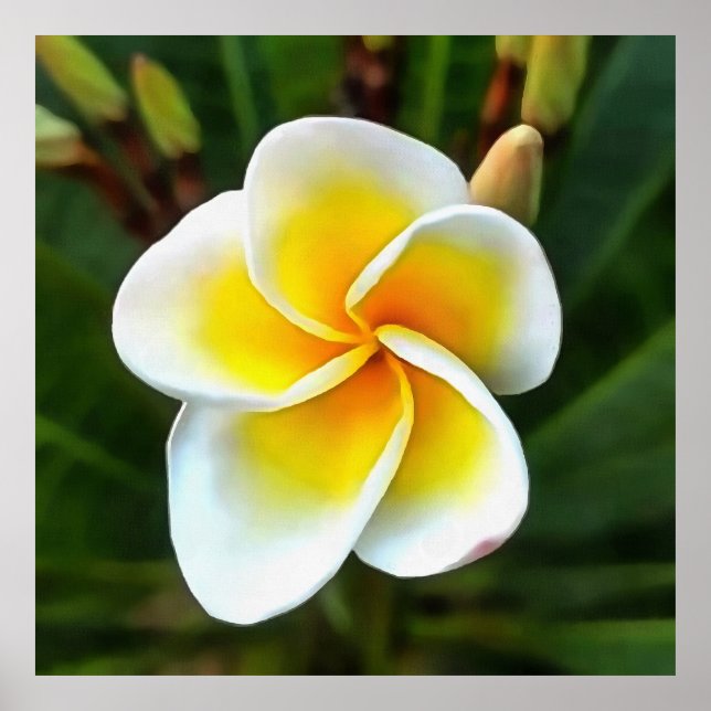 Poster Solteiro Frangipani Blossom Realismo Arte (Frente)
