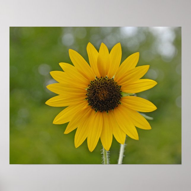 Poster solteiro girassol 16x20 (Frente)
