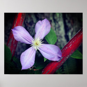 Poster Solteiro Lavanda Clematis Flower