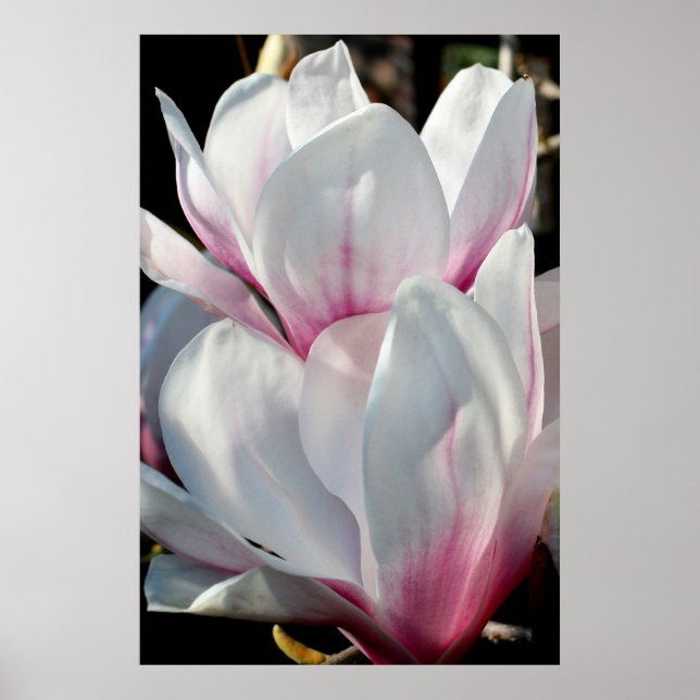 Póster Solteiro Magnolia Flor (Frente)