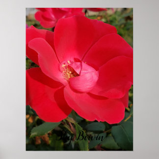 Poster solteiro prirose