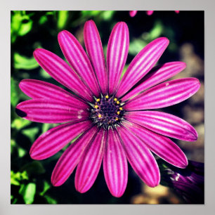 Poster Solteiro Purple African Daisy Flower