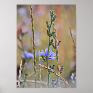 Poster Solteiro Roxo silvestre