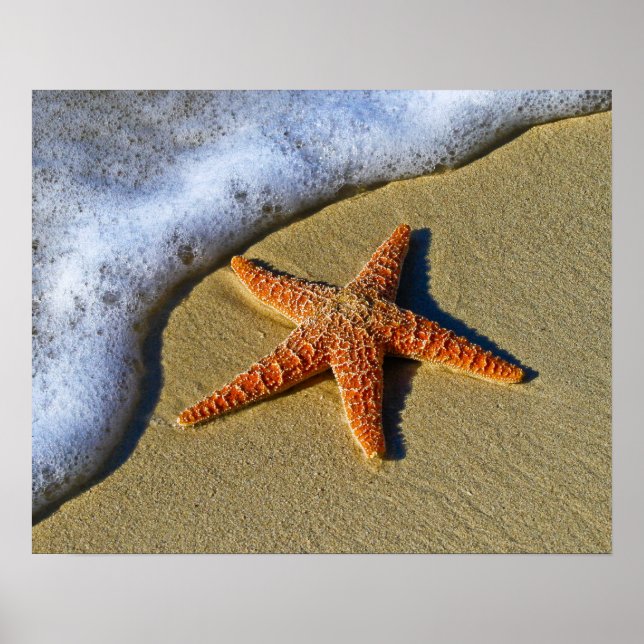 Poster Solteiro Starfish na praia (Frente)