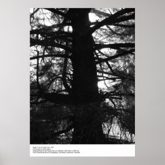 Poster Solteiro Trunk of Large Tree, 1963, por Ansel Adam