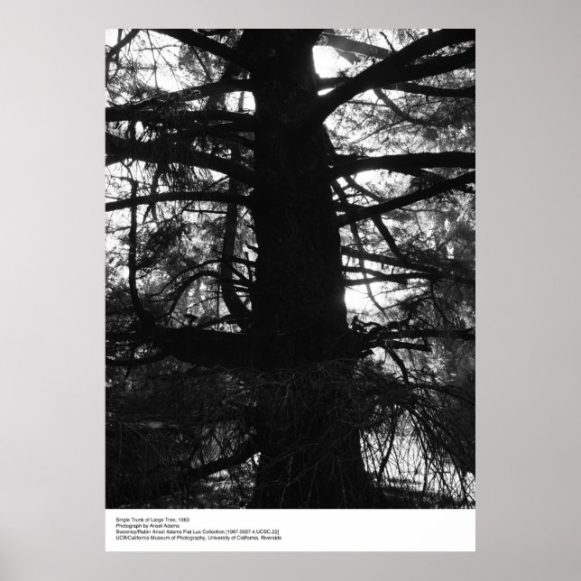 Poster Solteiro Trunk of Large Tree, 1963, por Ansel Adam (Frente)