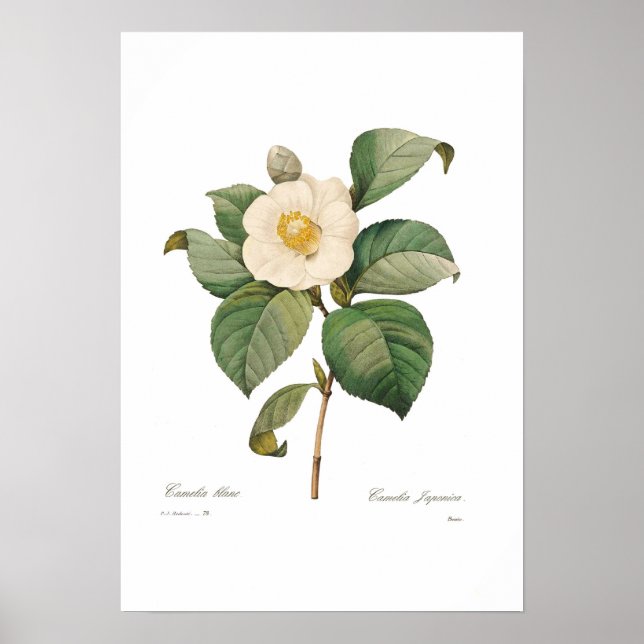 Póster Solteiro White Camellia (Frente)