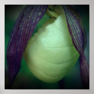 Poster Solteiro White Lady Slipper Orchid Flower Close (F