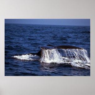 Póster Som da baleia de Humpback (solhas da cauda)
