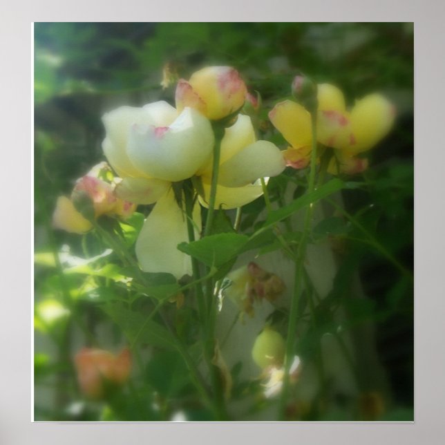 Poster Sombreado (Frente)